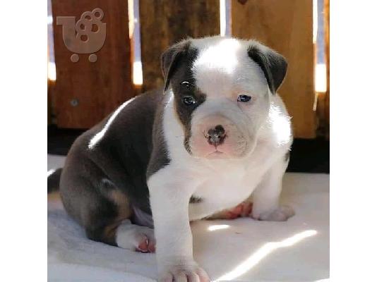 Pitbull